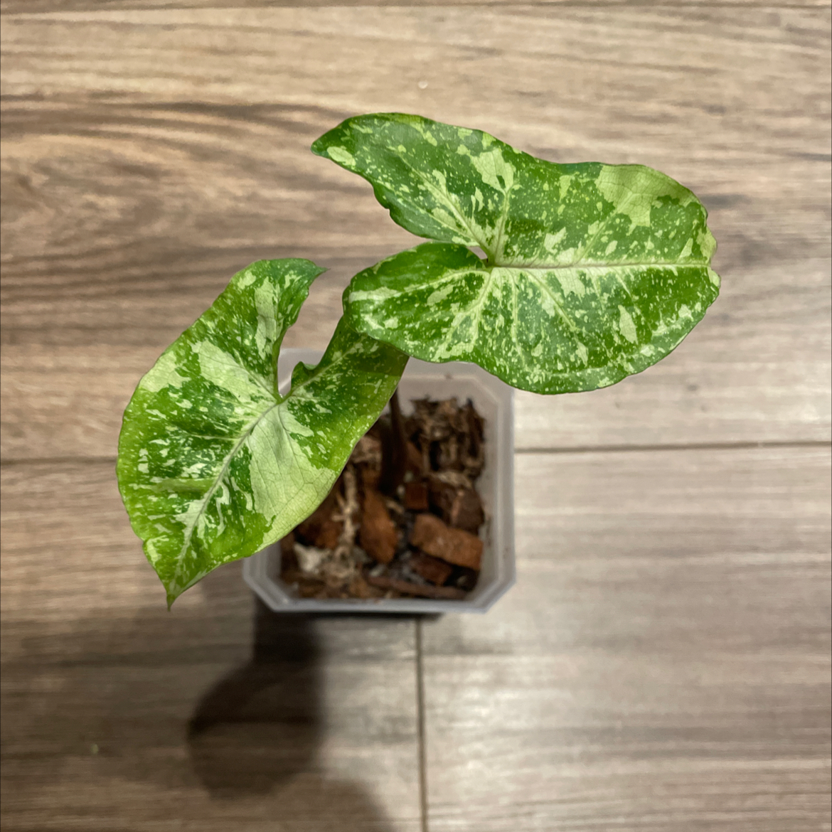 Syngonium Panda plant with variegated green and white leaves in a small pot with visible soil.