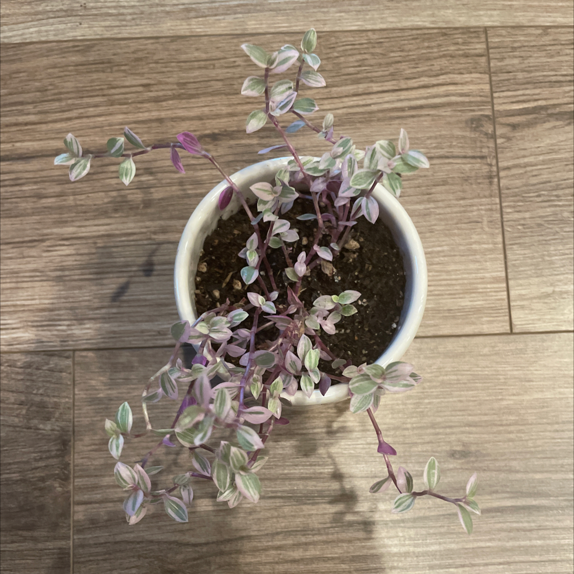 Pink Panther Tradescantia plant in a white pot with visible soil, well-framed and in focus.