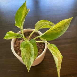 Marble Queen Pothos plant in Charlotte, North Carolina