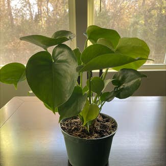 Monstera plant in Charlotte, North Carolina