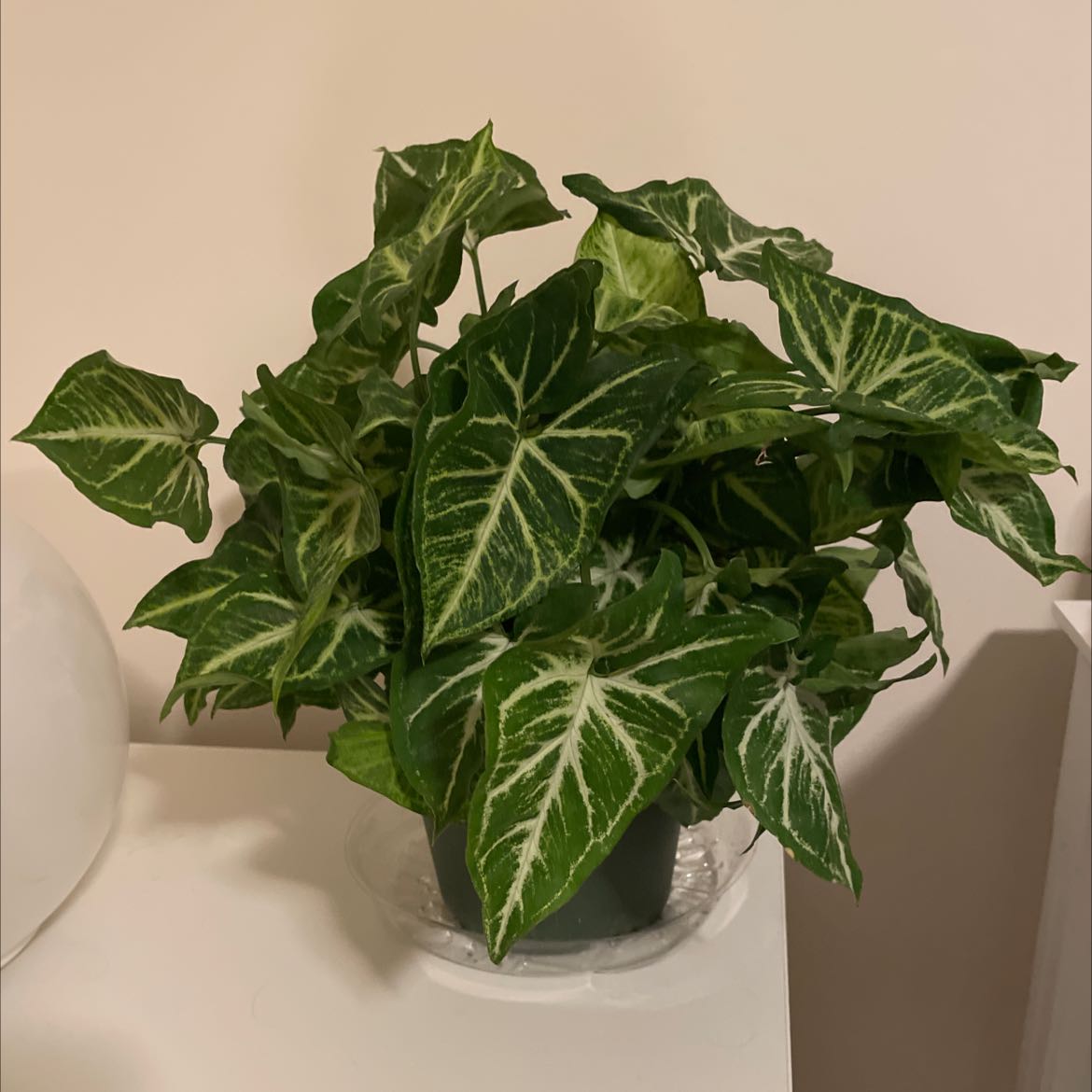 Photo of the plant species Green Robusta Arrowhead Plant by @Nataliesplants named (S) Charlie Green on Greg, the plant care app