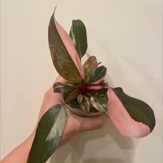 Pink Princess Philodendron plant in Charlotte, North Carolina