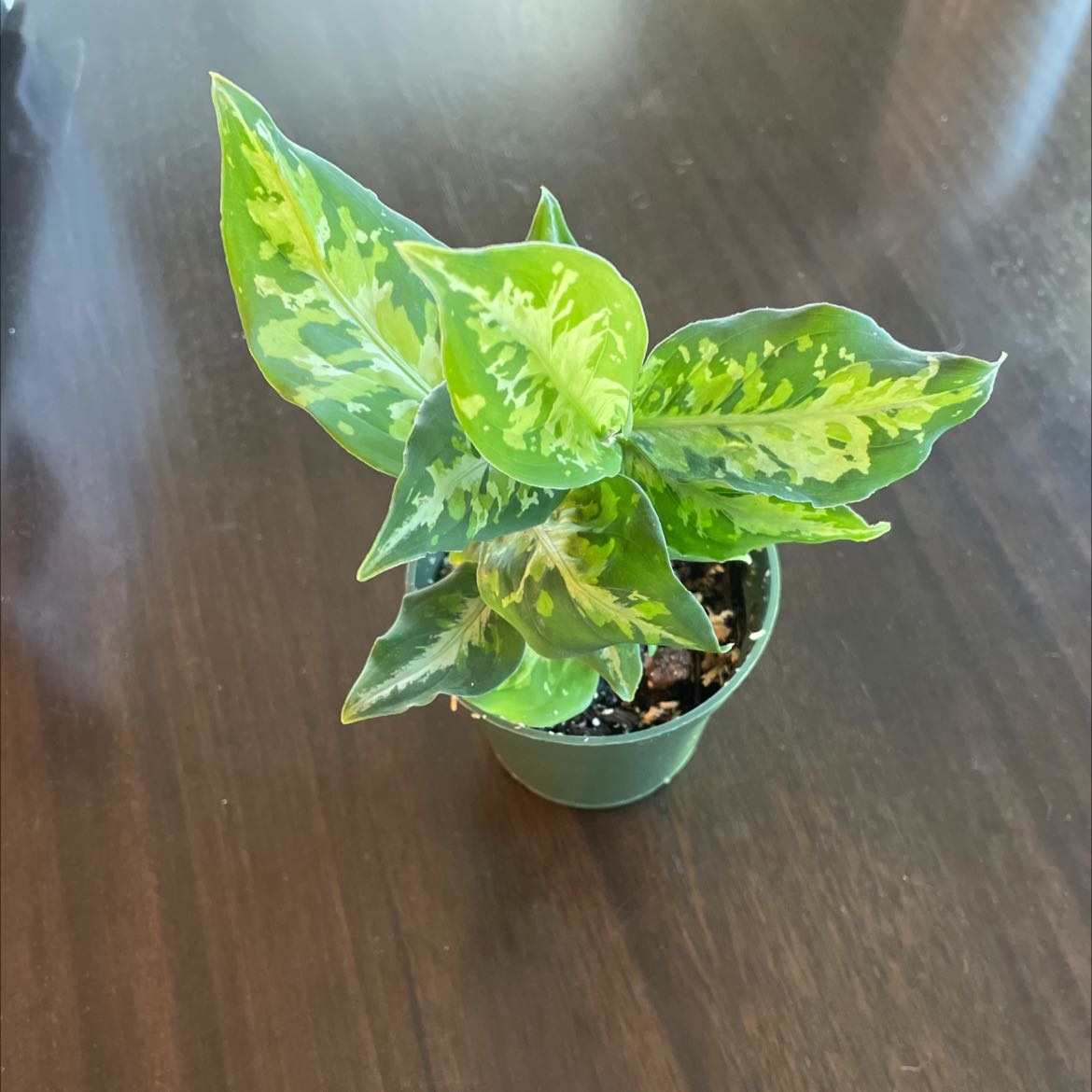 A healthy Aglaonema 'Tricolor' plant in a small pot with variegated green leaves.