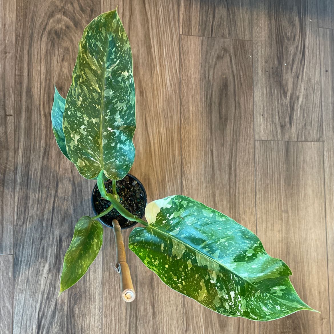 Philodendron 'Jose Buono' plant with three large, variegated leaves in a pot.