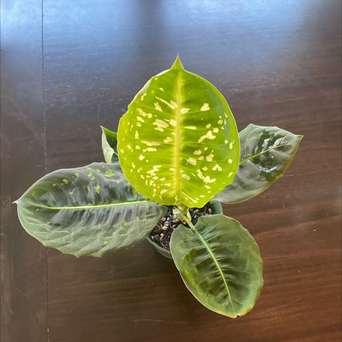 Dumb Cane 'Reflector' plant with variegated leaves showing signs of yellowing and browning.