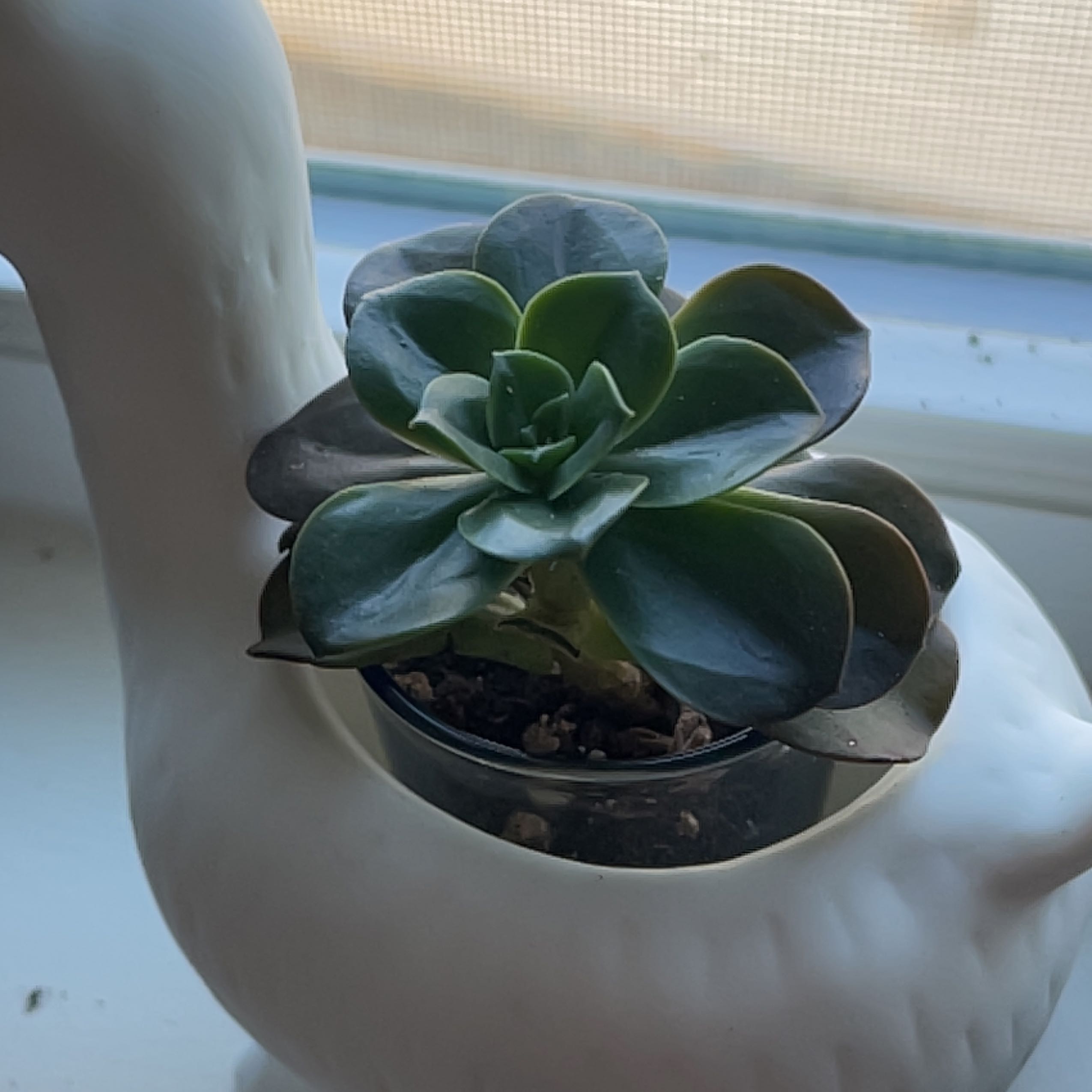 (E) Succer Carlson