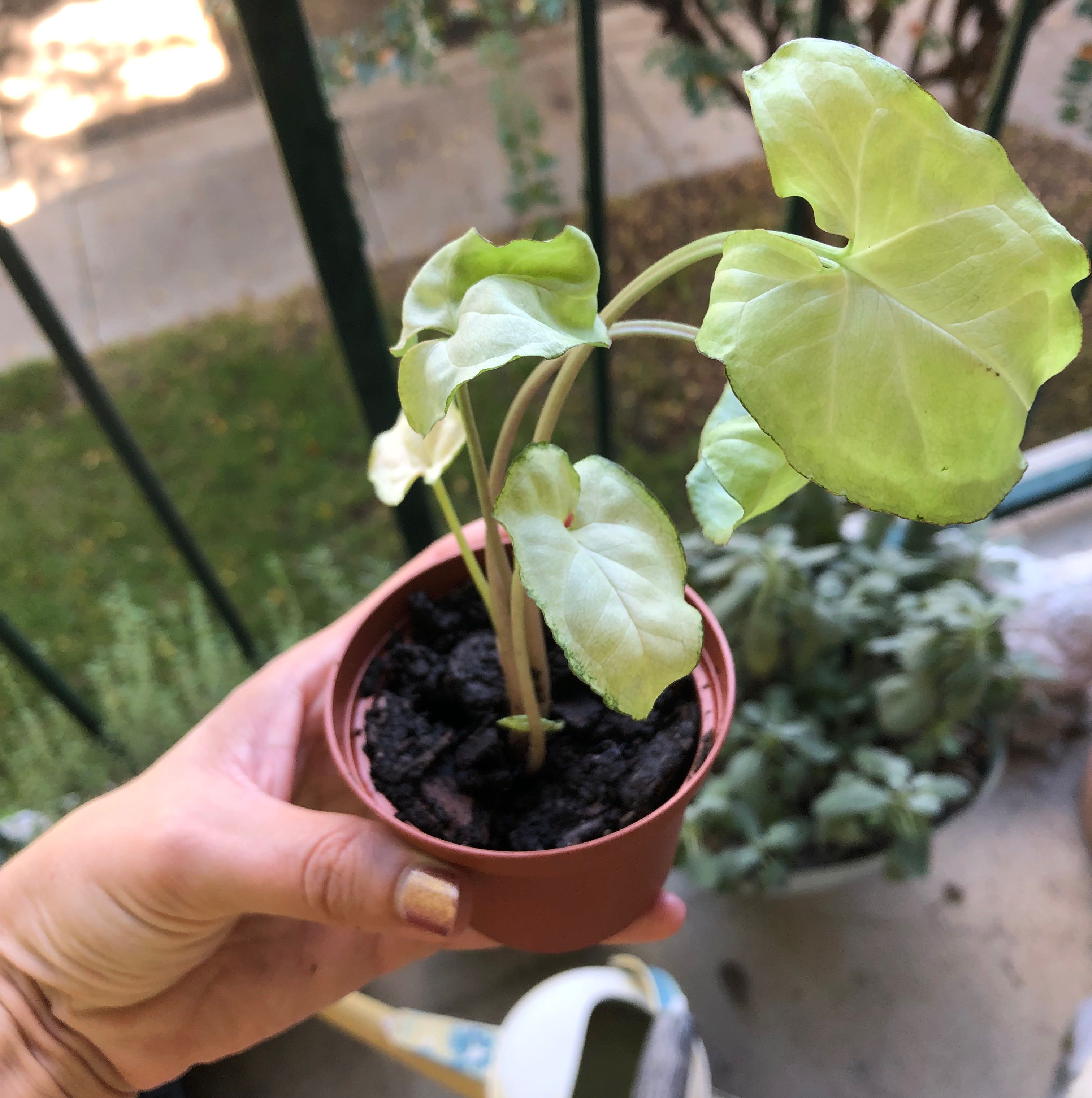 A small potted Syngonium 'Holly' plant with light green leaves, held by a hand.