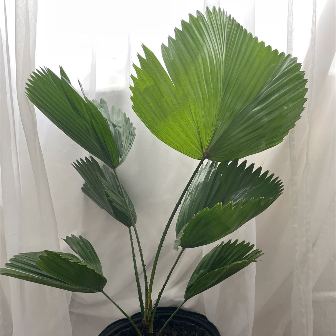 Photo of the plant species Elegant Fan Palm by @TerrificFlax named Your plant on Greg, the plant care app