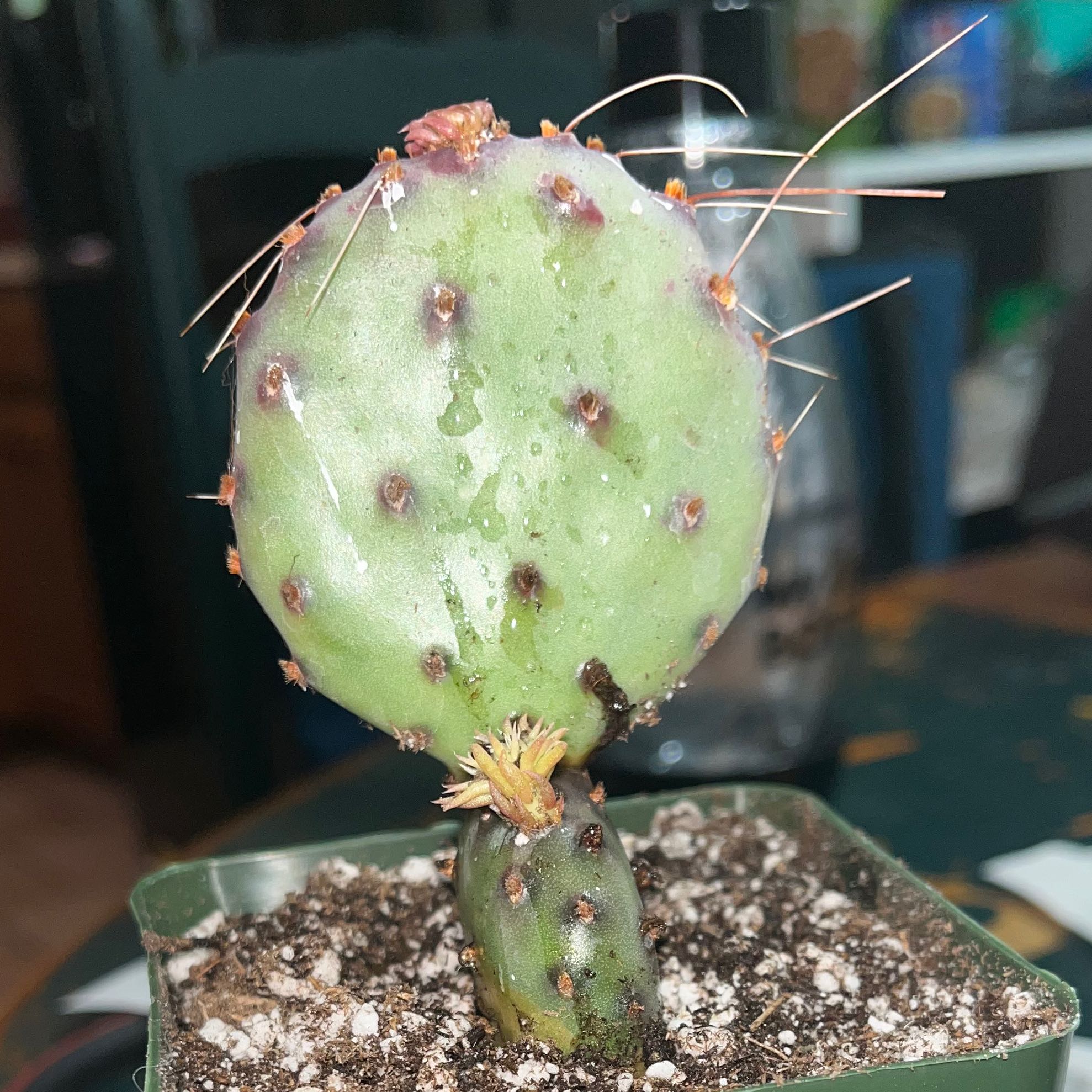 Violet Prickly Pear cactus in a small pot with visible soil, well-framed and in focus.