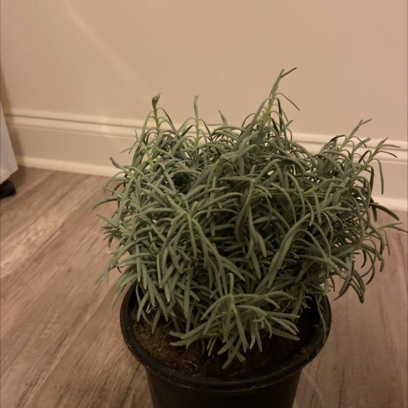 Photo of the plant species Lavender 'Phenomenal' by @YiftPinoak named Princess on Greg, the plant care app