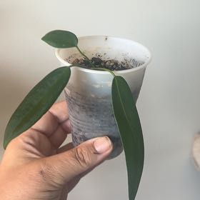 Photo of the plant species Strap Leaf Anthurium by @LovingShyleaf named 27 on Greg, the plant care app