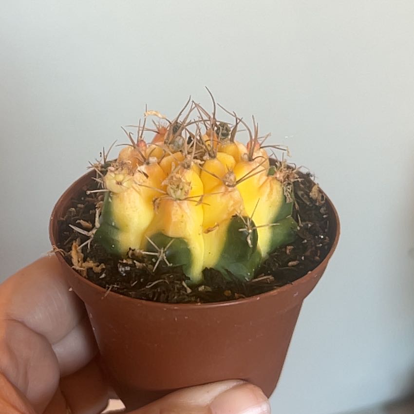 Photo of the plant species Variegated Moon Cactus by @LovingShyleaf named 48 on Greg, the plant care app