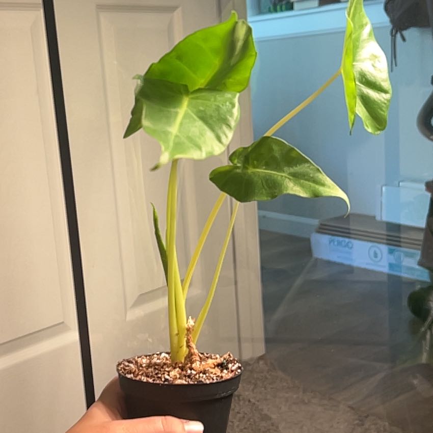 Photo of the plant species Alocasia Lutea by @LovingShyleaf named 35 on Greg, the plant care app