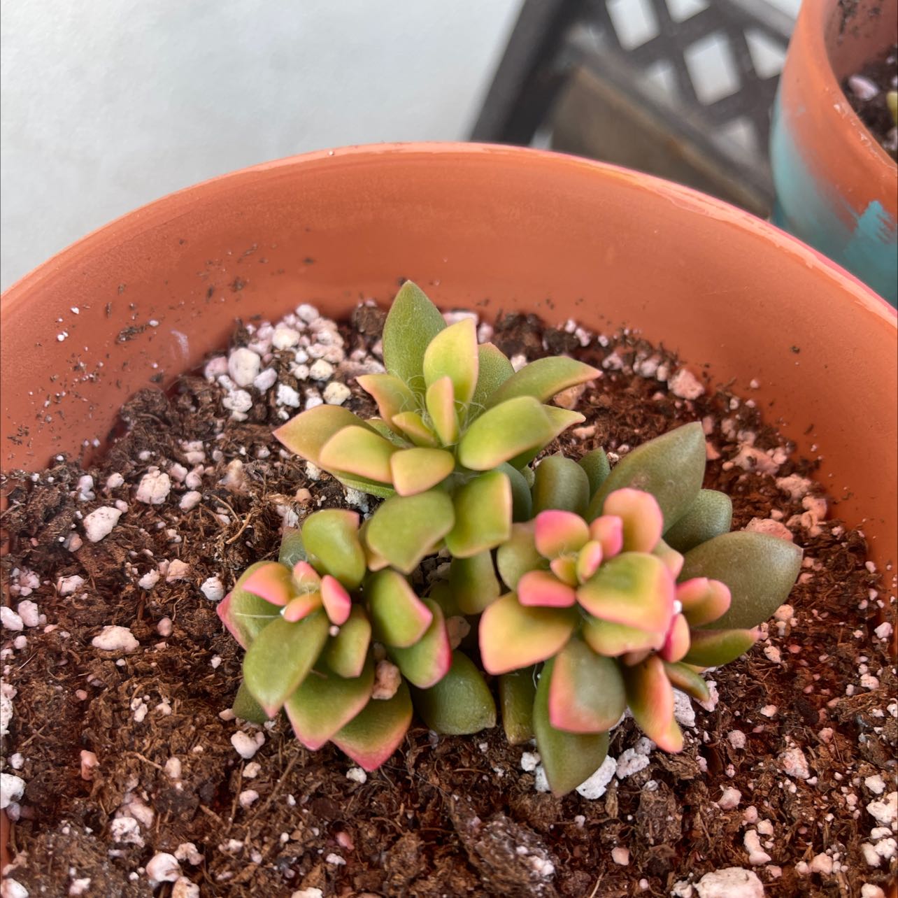 Anacampseros 'Sunrise' succulent in a terracotta pot with well-draining soil.