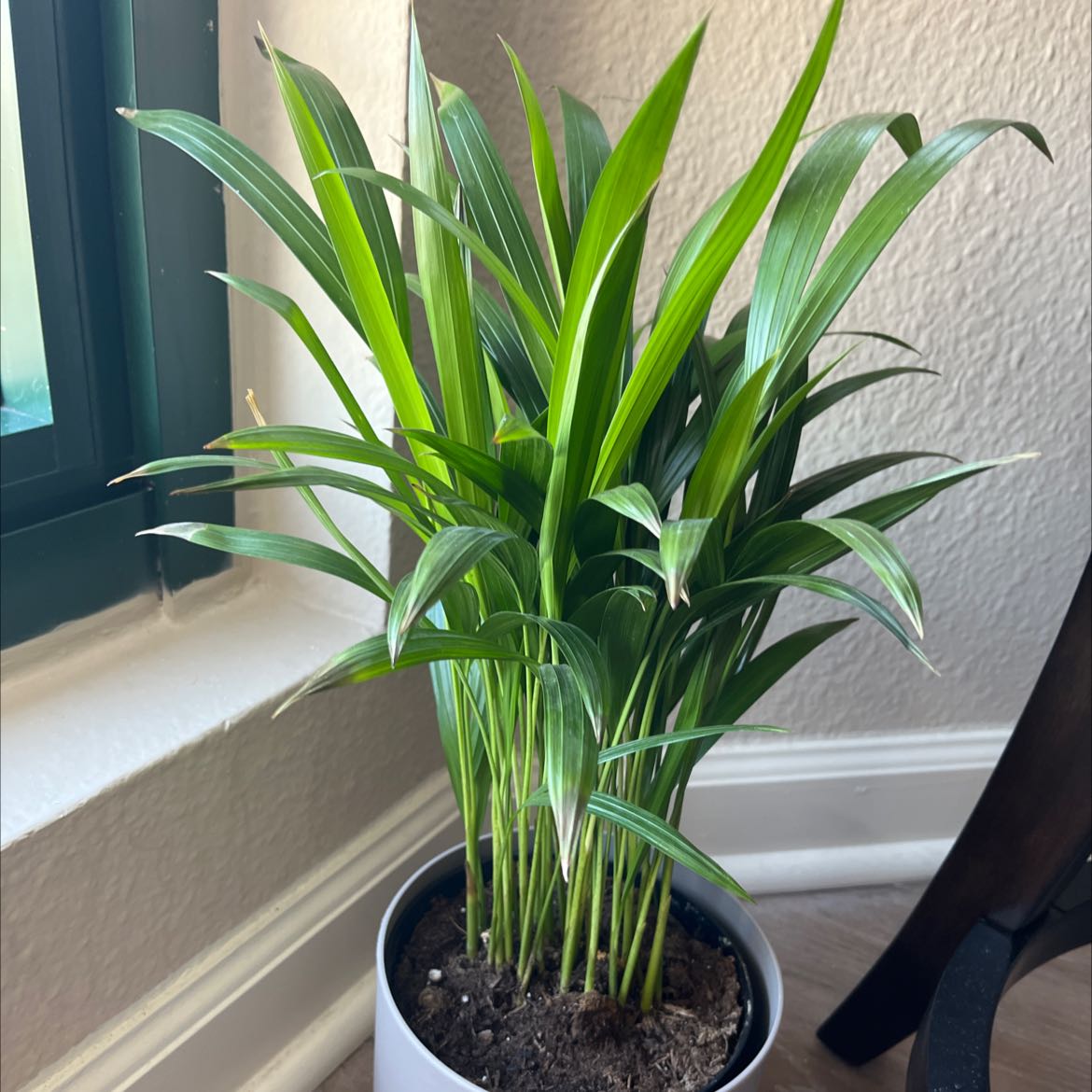 Photo of the plant species Kentia Palm by @JauntyDuncecap named Areca on Greg, the plant care app
