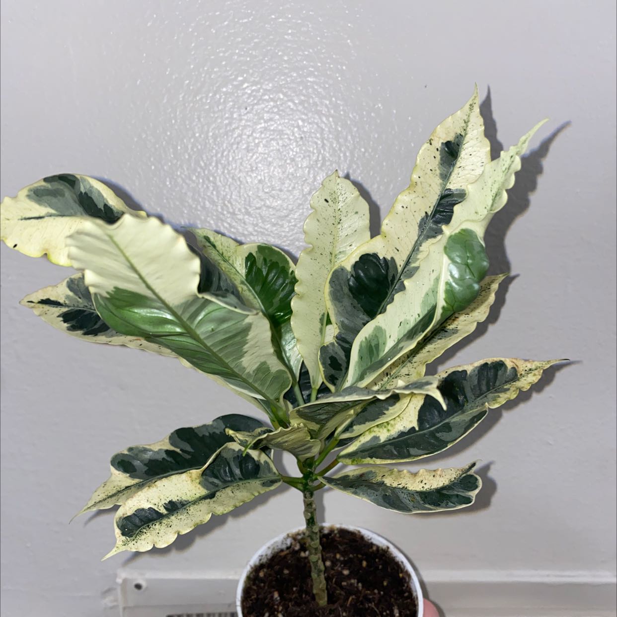 Photo of the plant species Croton Tamara by @miazinnia named the backseat leafers on Greg, the plant care app