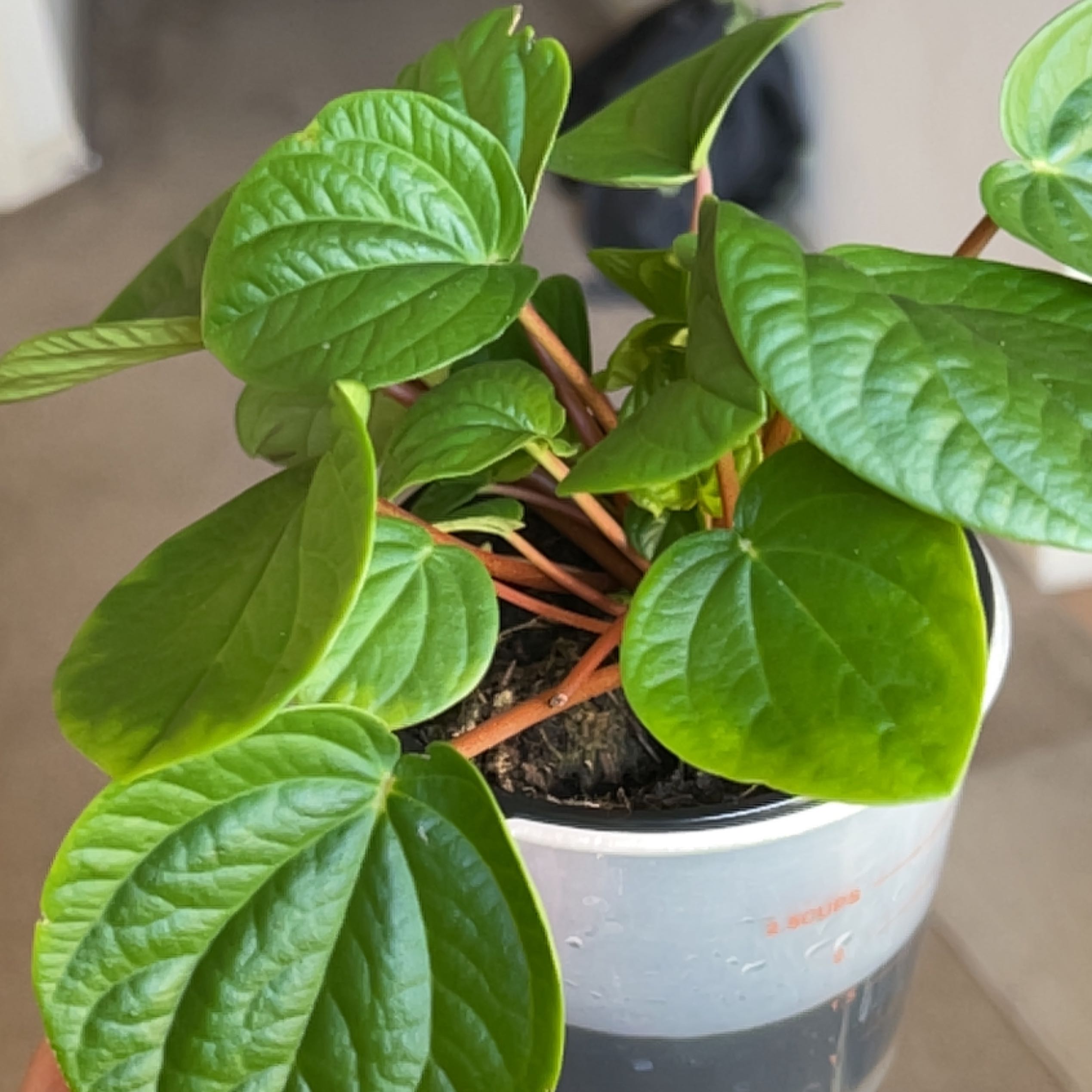 Photo of the plant species Variegated ripple peperomia by @SilentCynder90 named Apollo on Greg, the plant care app