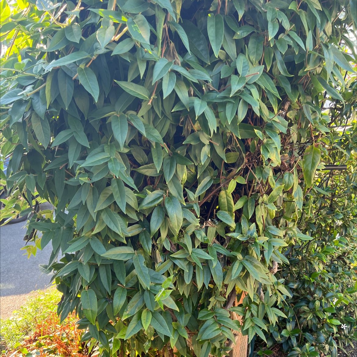 Plant care for Gelsemium rankii on Greg, the plant care app
