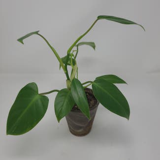 Philodendron 'Imperial Green' plant in Chicago, Illinois