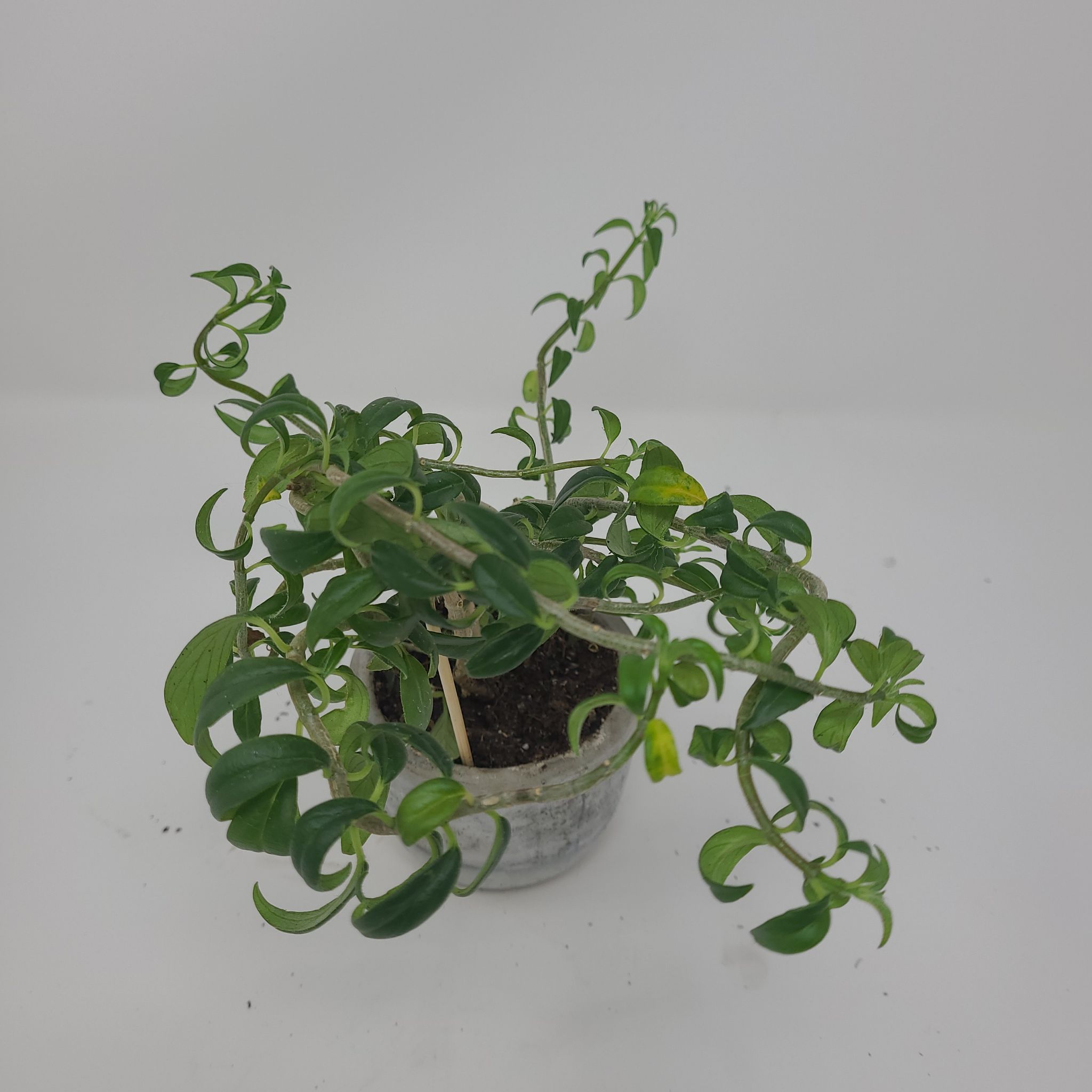 Twisted Lipstick Plant in a small pot with some yellowing leaves.