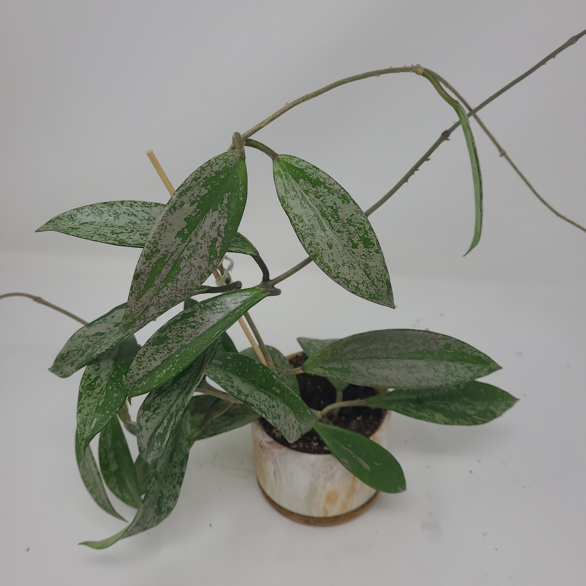 Hoya sigillatis plant with speckled leaves in a small pot, soil visible.