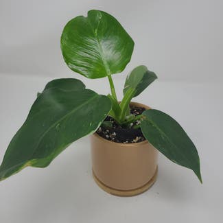 Philodendron 'White Wizard' plant in Chicago, Illinois