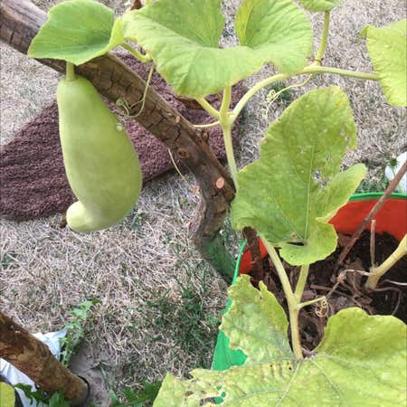 Photo of the plant species Calabash Gourds by Sinceredropwort named Bottle guard on Greg, the plant care app