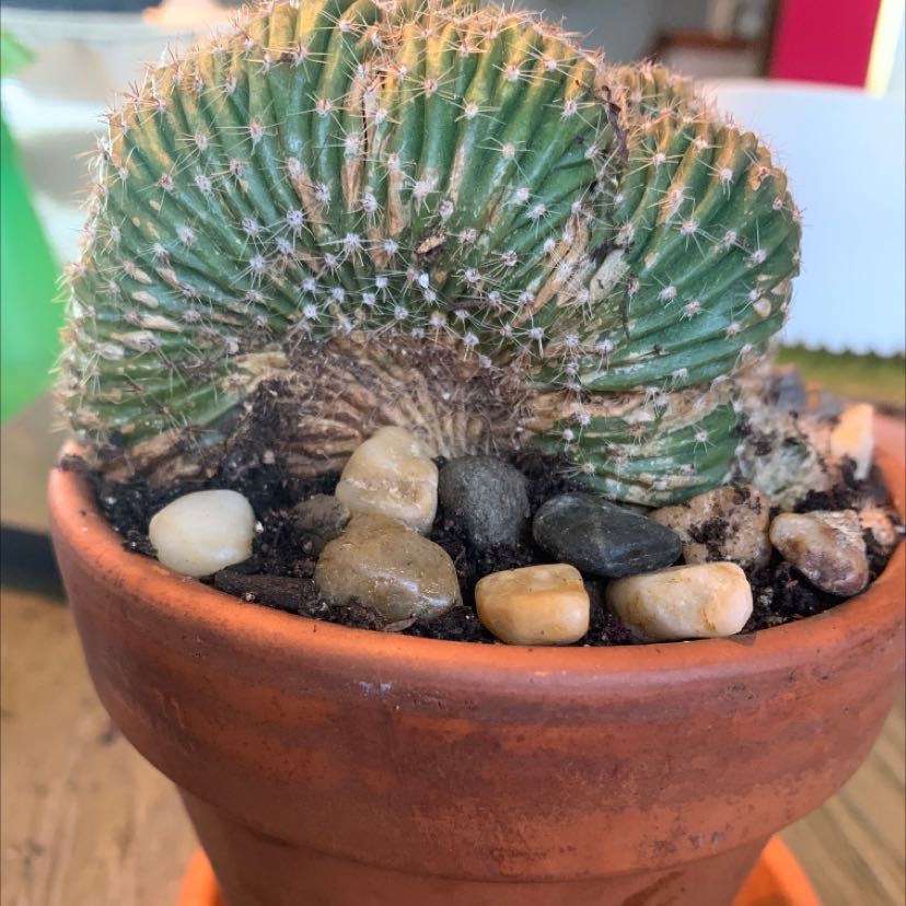 Photo of the plant species Caterpillar Cactus by @SoundlyPandan named Caterpillar cactus on Greg, the plant care app