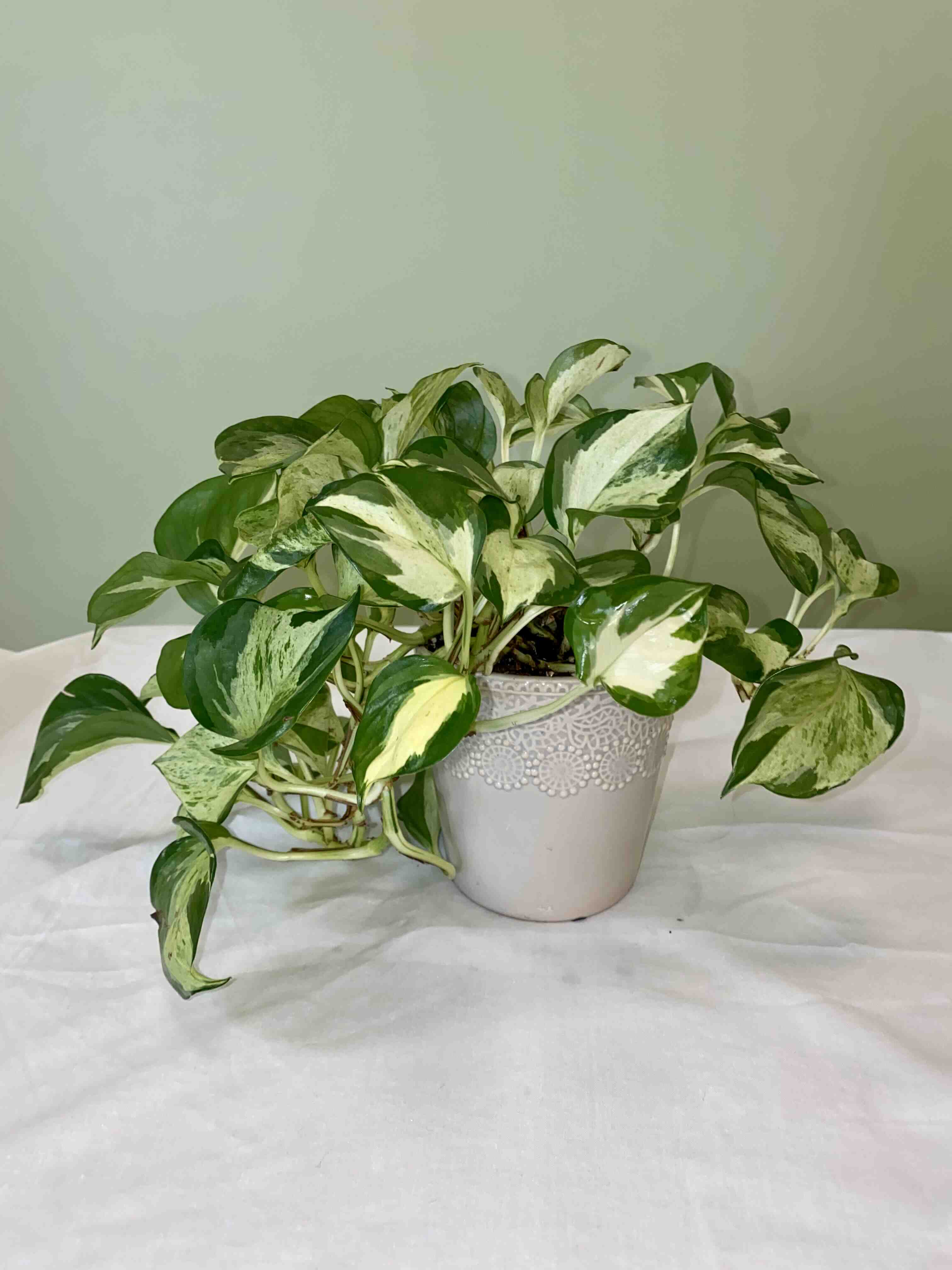 Manjula Pothos plant in a decorative pot with variegated green and white leaves.