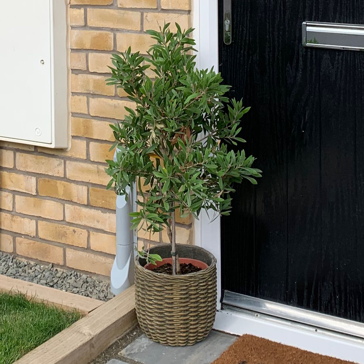 Photo of the plant species Callistemon viminalis by @StableWharangi named Door Dave on Greg, the plant care app