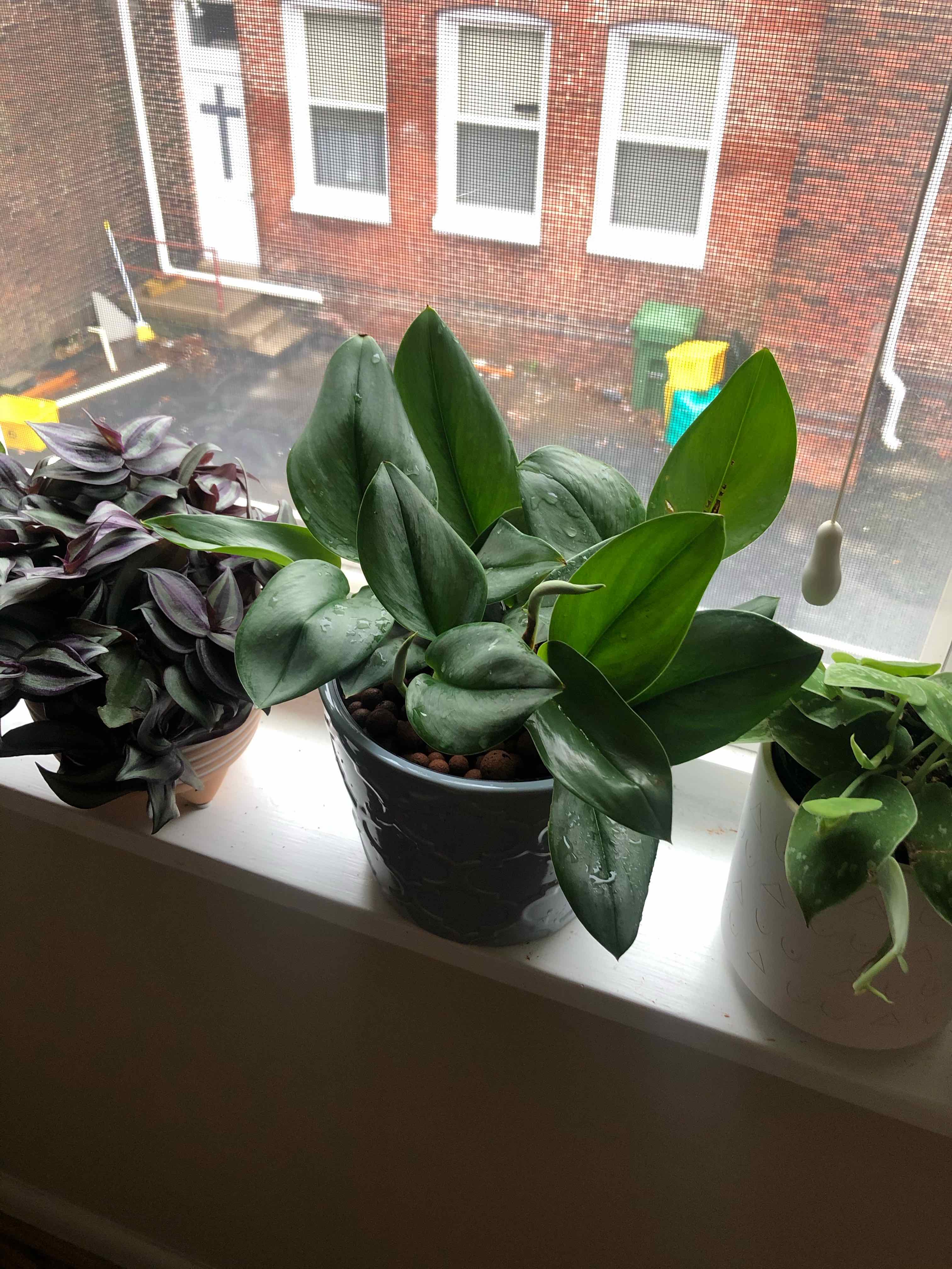 Scindapsus treubii 'Moonlight' plant on a windowsill with other plants, leaves appear healthy.