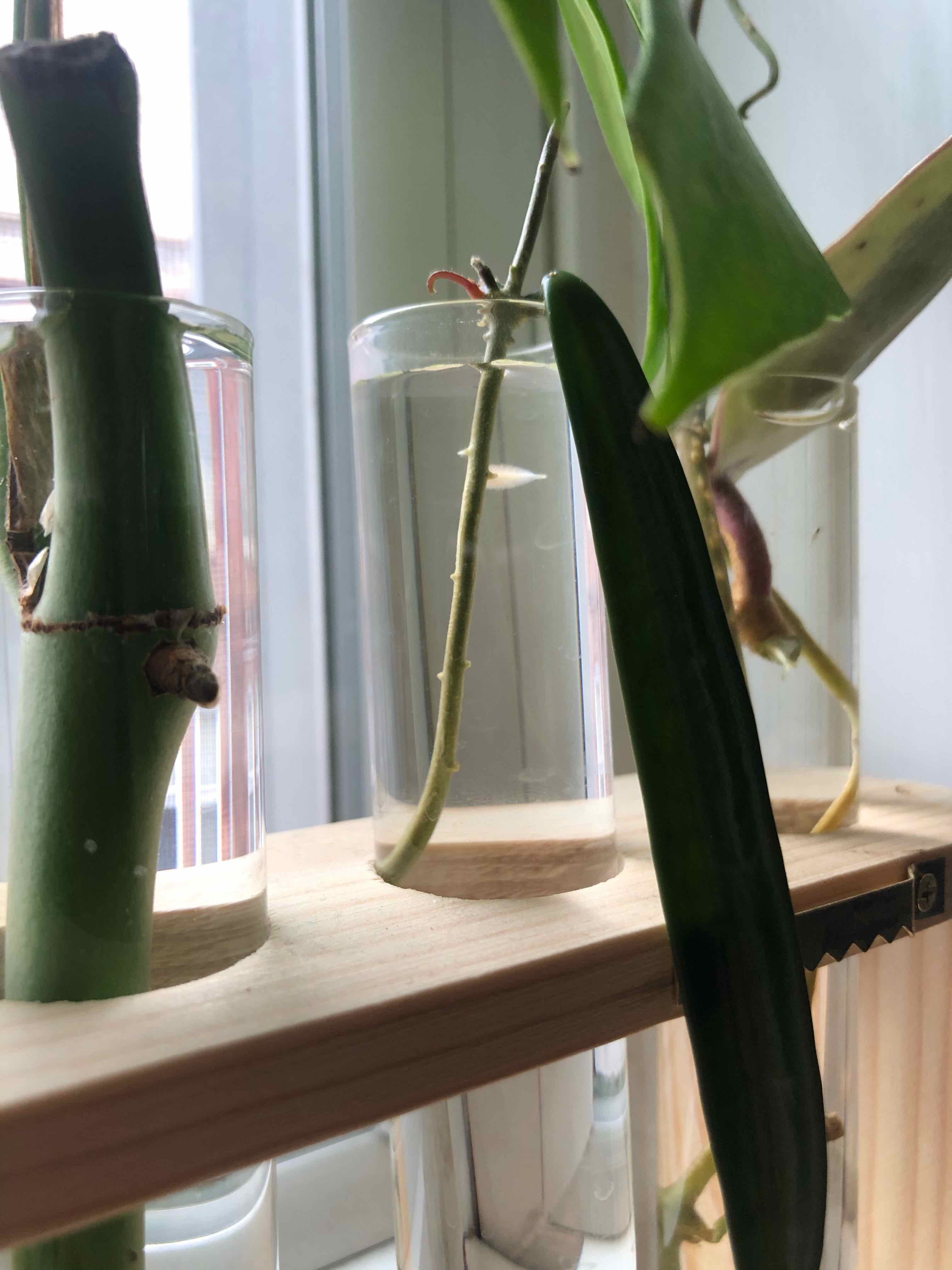 Hoya shepherdii plant in a glass container with water, healthy and well-framed.