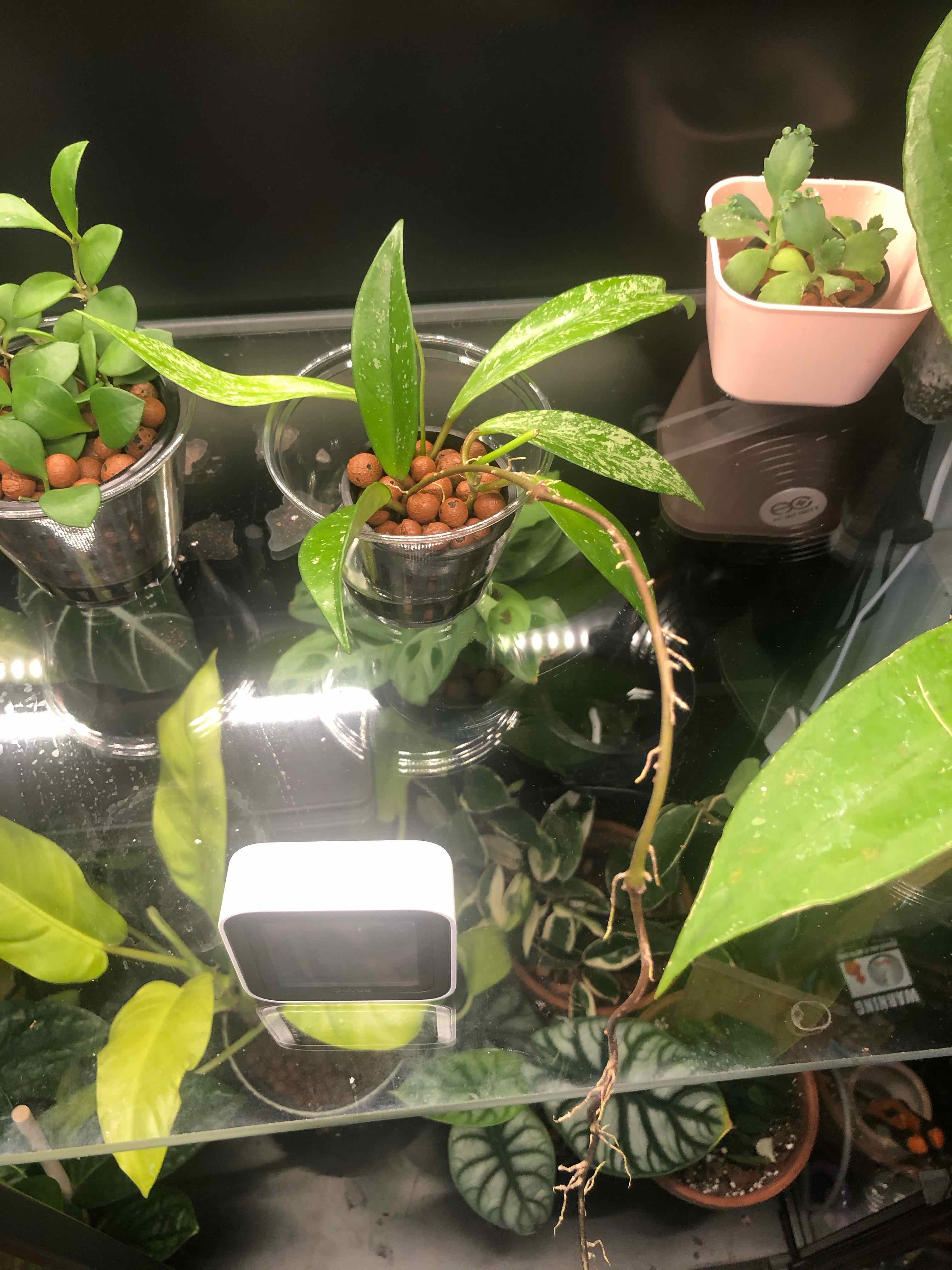 Hoya pubicalyx 'Splash' plant in a pot with visible soil and other plants in the background.