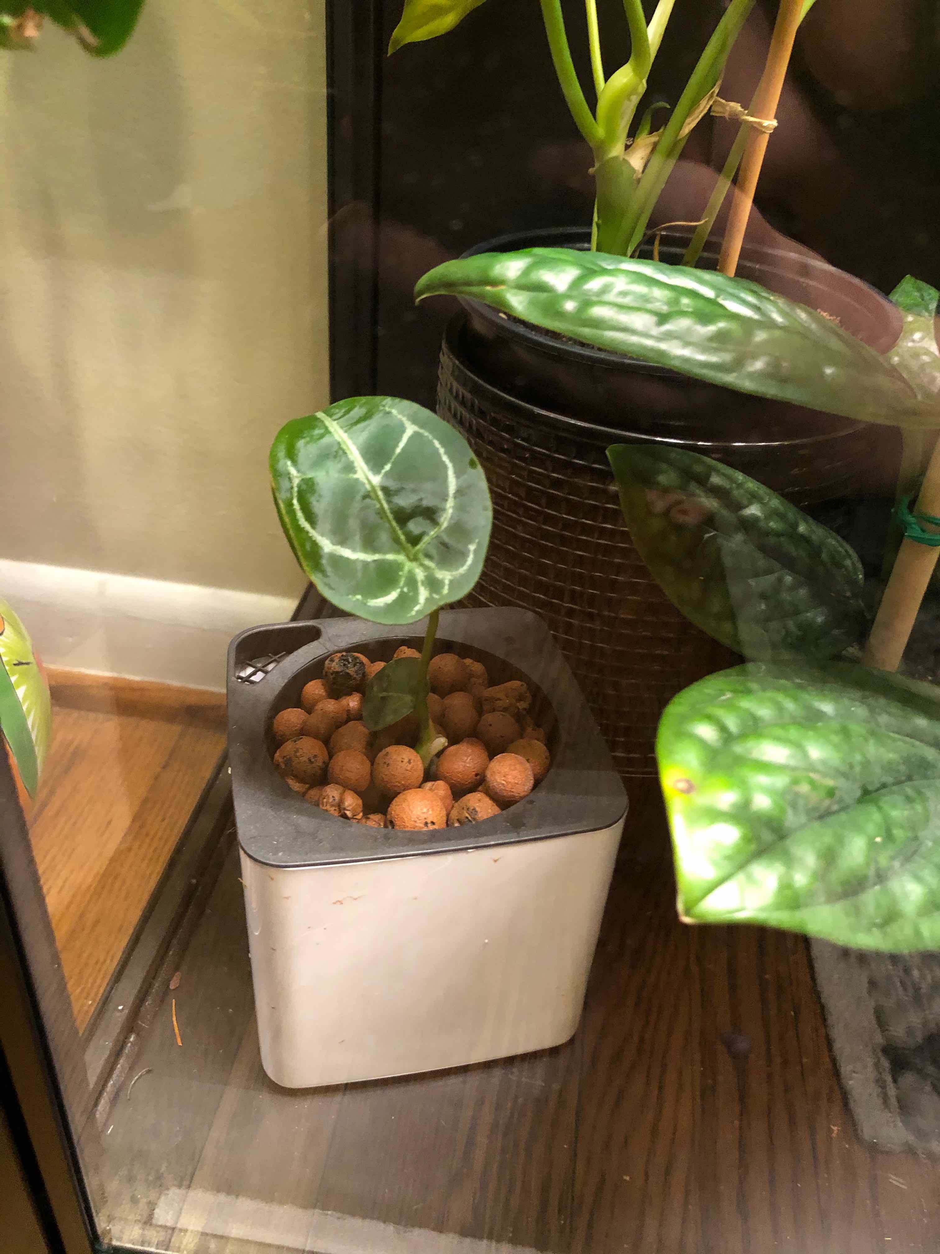 Anthurium forgetii plant in a white pot with clay pebbles, appears healthy.