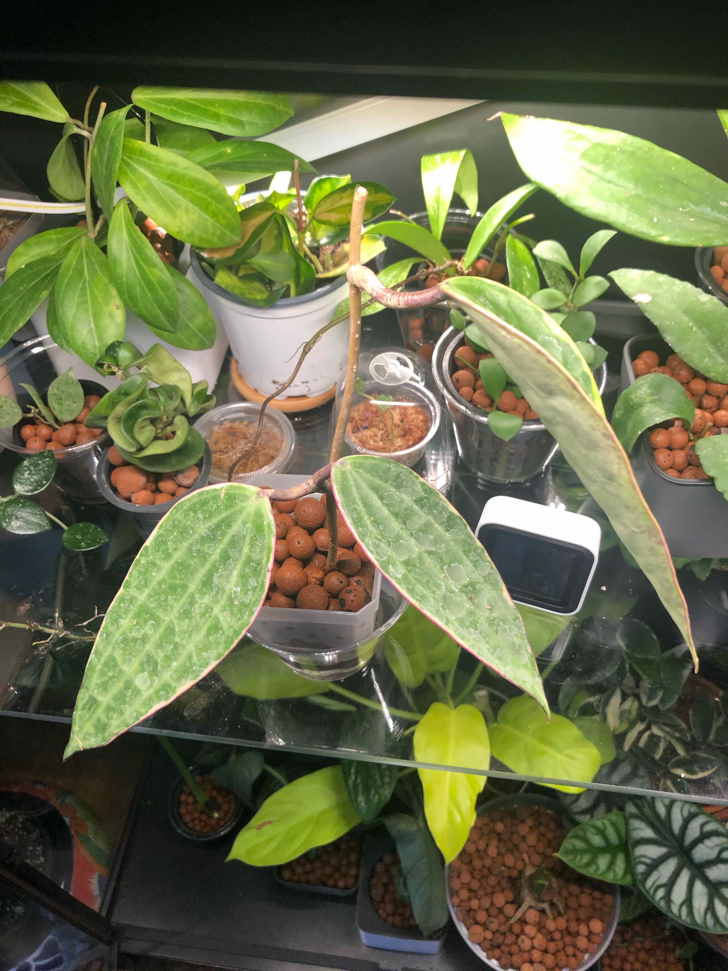 Hoya macrophylla 'Albomarginata' plant with variegated leaves, some yellowing and browning, among other plants.
