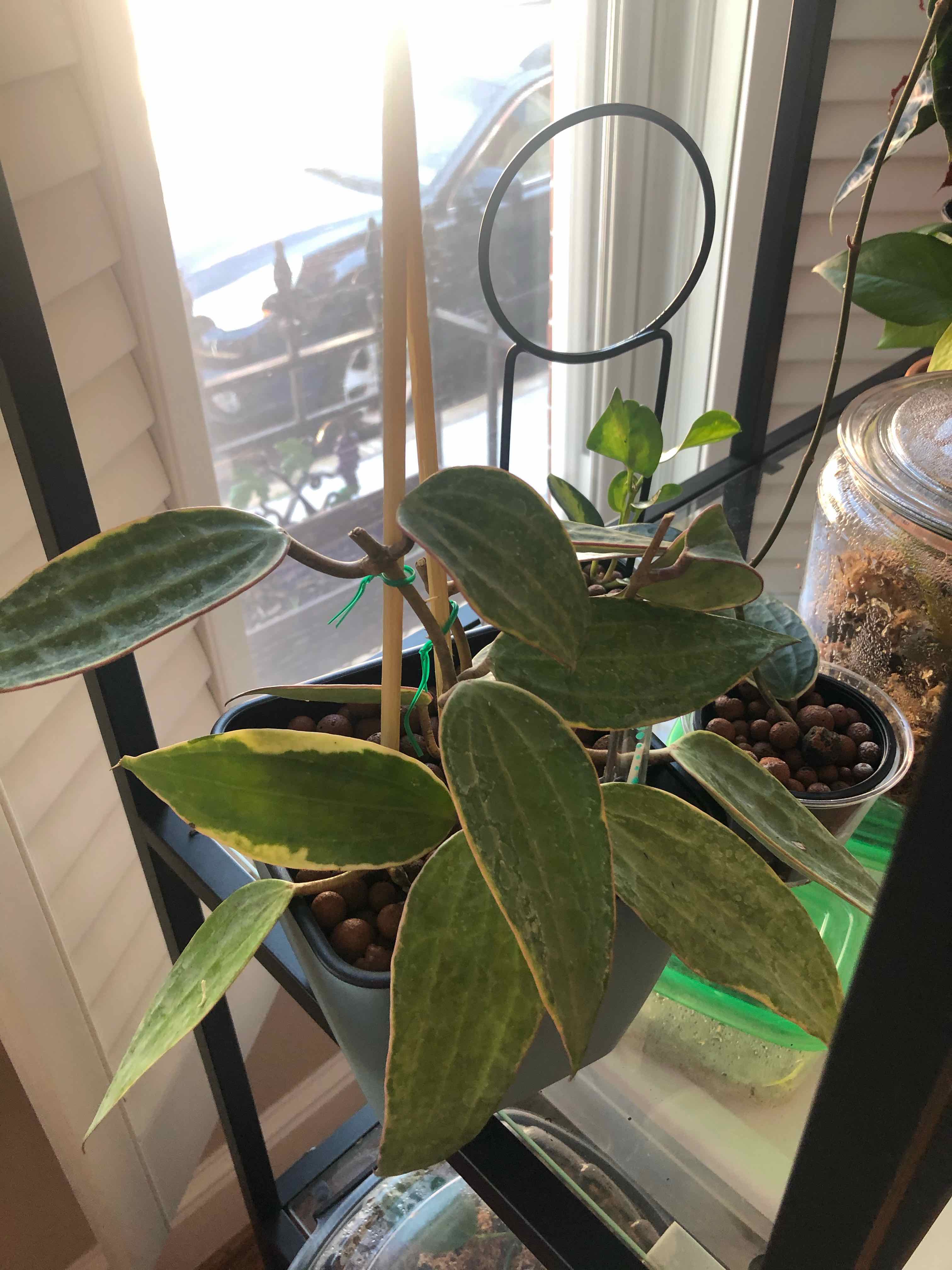 Hoya macrophylla plant with some yellowing leaves, potted and placed on a shelf near a window.