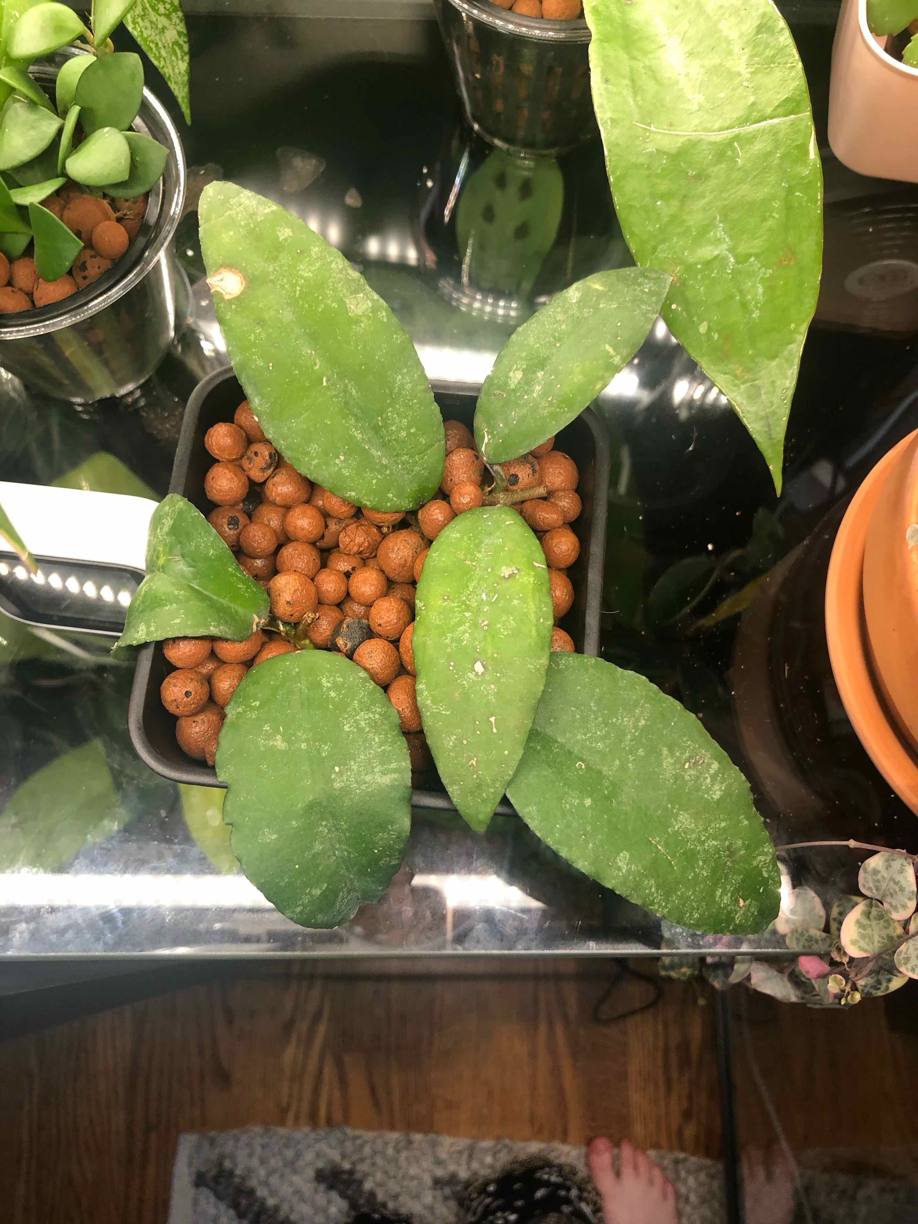 Hoya caudata Sumatra plant in a pot with clay pebbles, healthy green leaves.
