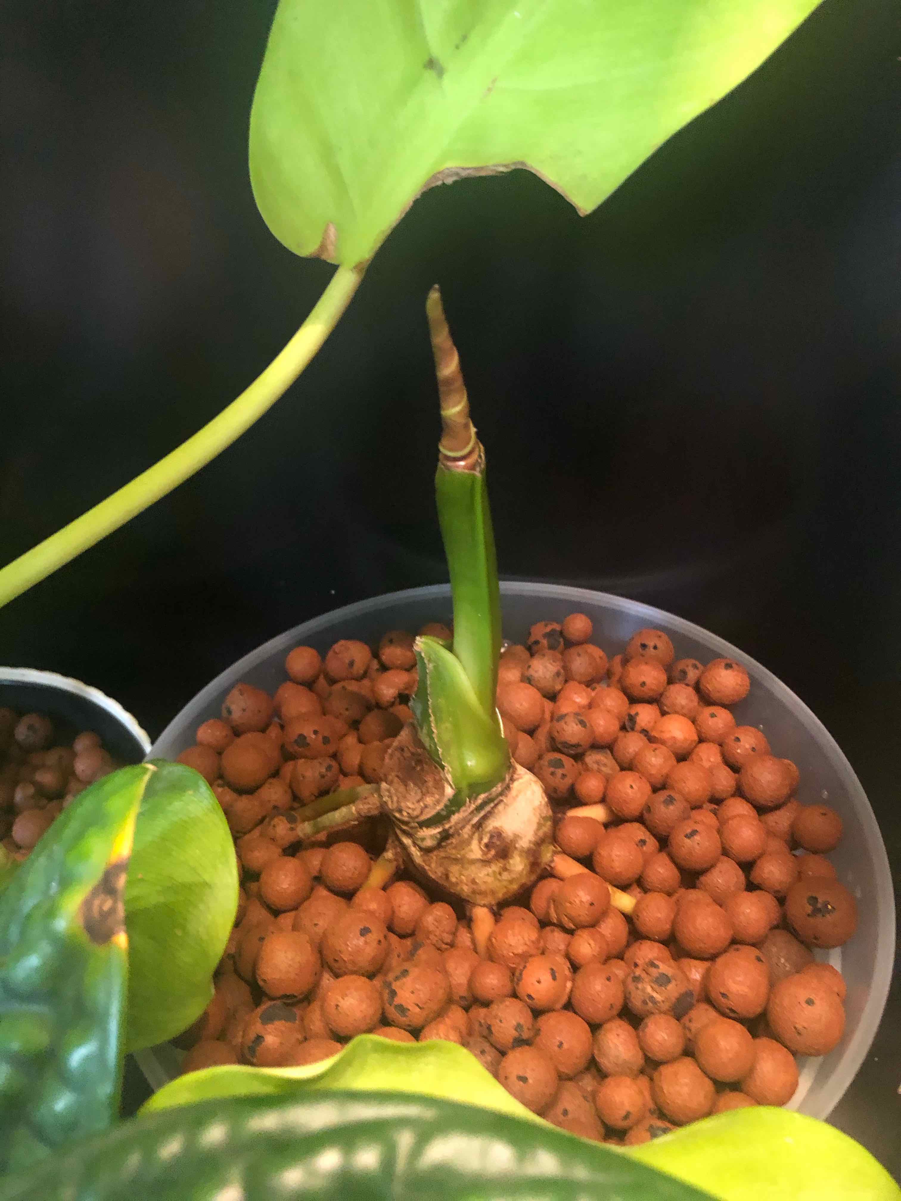 Anthurium regale plant in a pot with clay pebbles, showing a new shoot emerging.