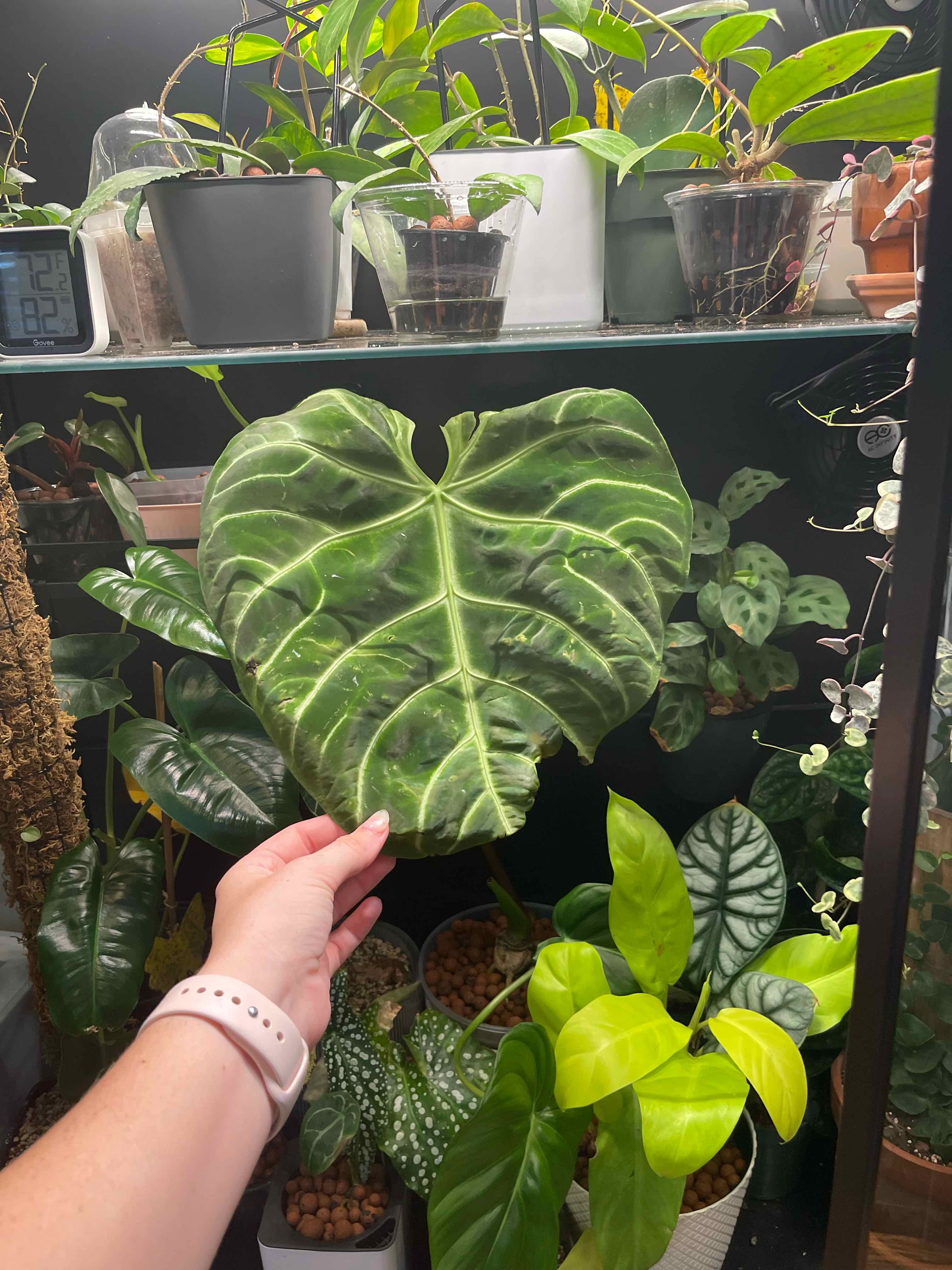 Anthurium regale leaf being held, surrounded by various potted plants.