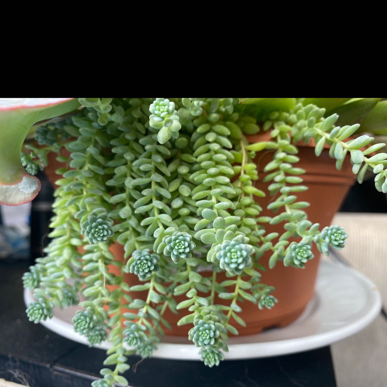 Photo of the plant species Corsican Stonecrop by @ReceptiveAnacua named Harper on Greg, the plant care app