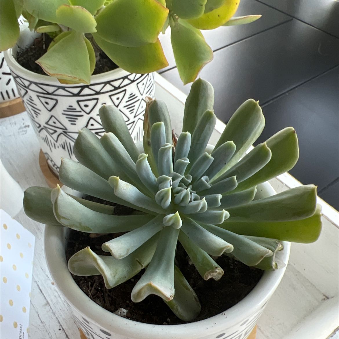 Photo of the plant species Echeveria Runyonii by @SacredNoni named Sahara on Greg, the plant care app