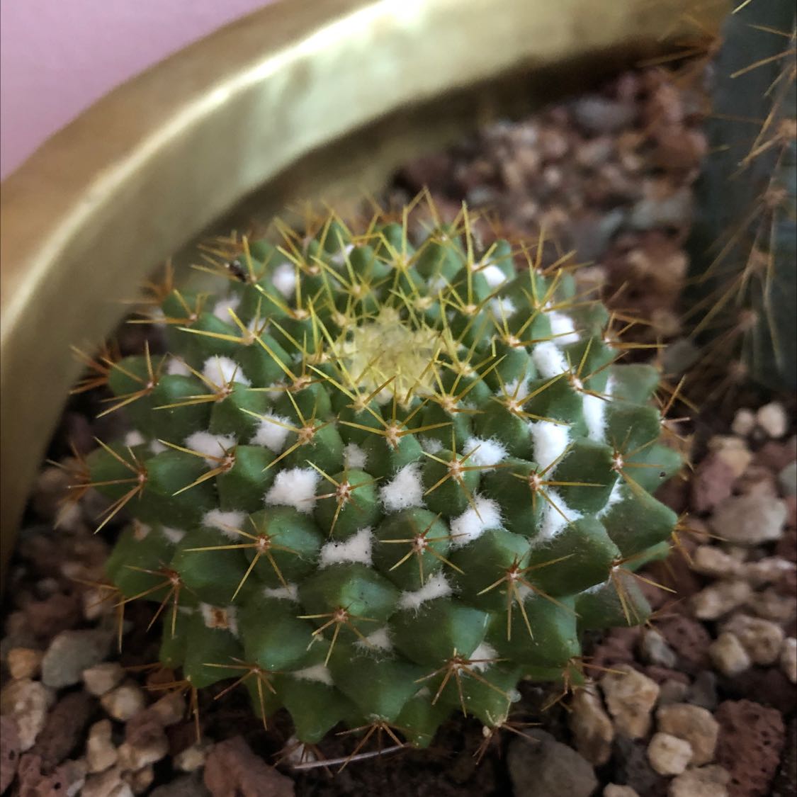 Photo of the plant species Mammillaria winterae by @LushAloevera named Short Fuzzy cactus on Greg, the plant care app