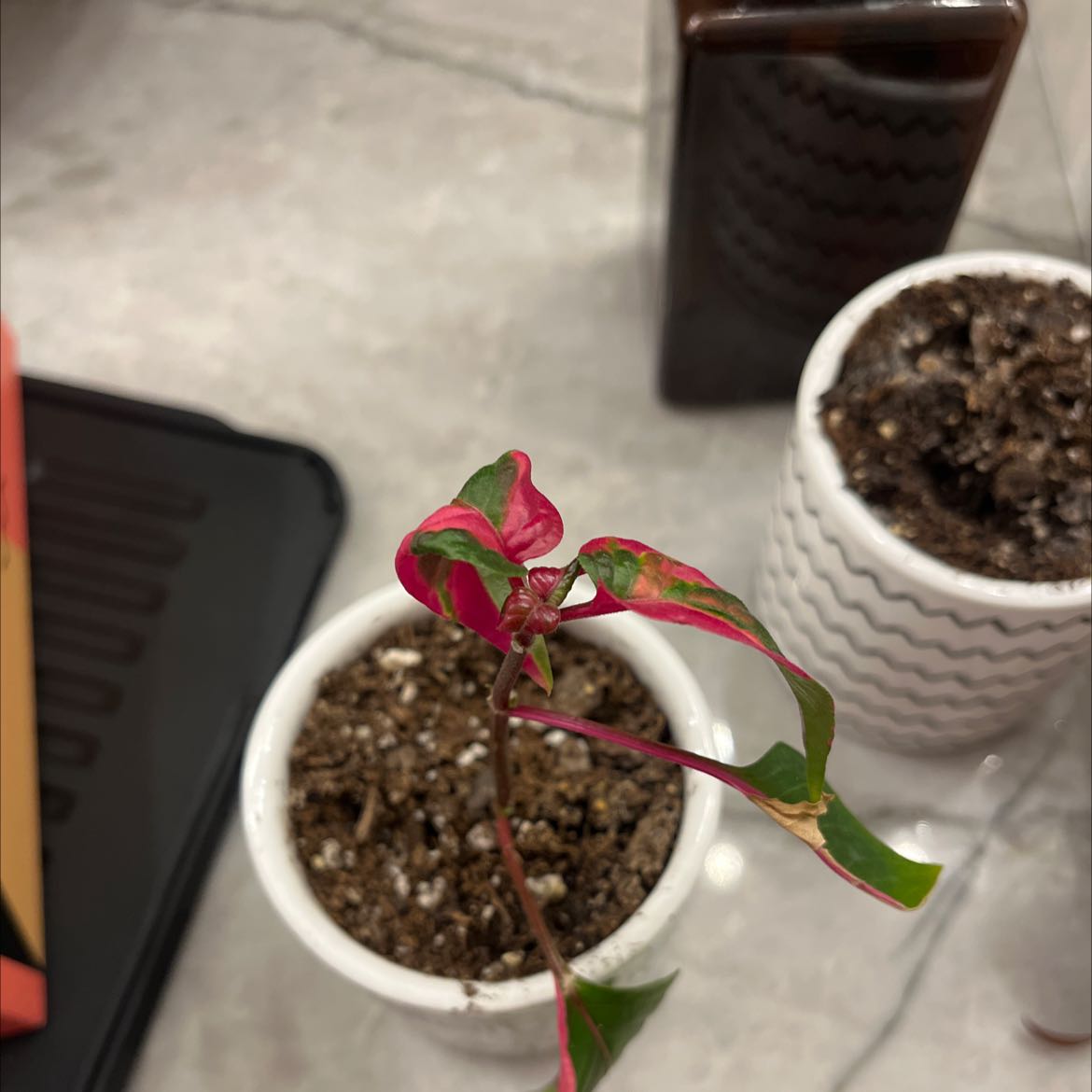 Hairy Joyweed plant in a white pot with variegated green and pink leaves, visible soil.