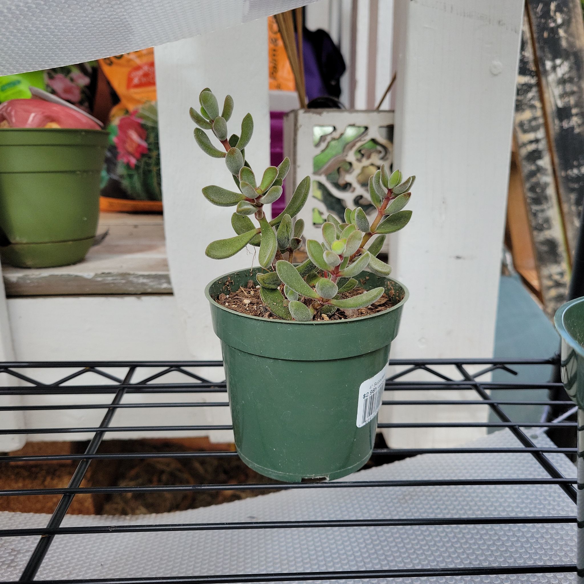 Potted Crassula rogersii plant with small, fleshy leaves. Background includes other plants.