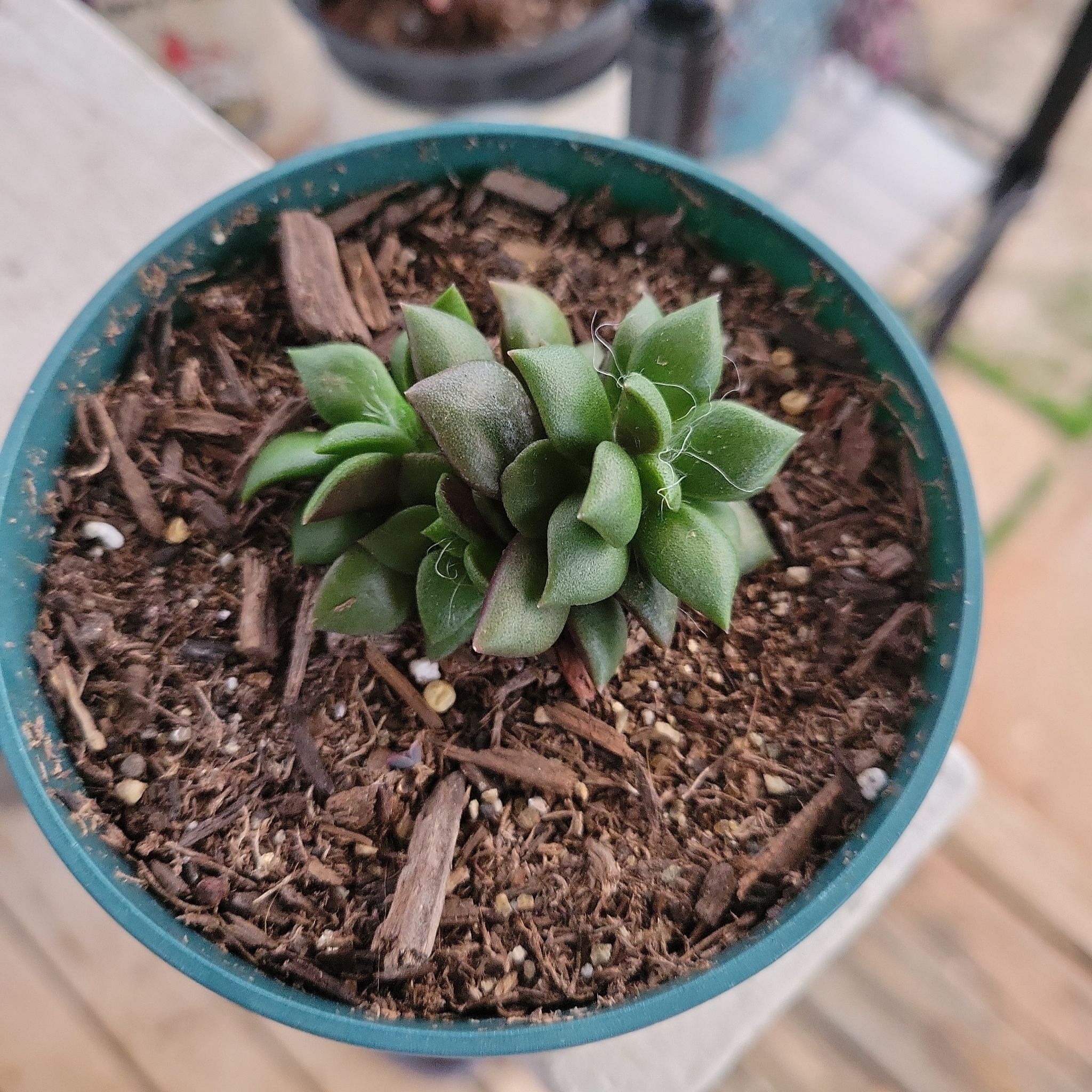 Photo of the plant species Anacampseros telephiastrum 'Burgundy' by @Aerezia named Sunrise on Greg, the plant care app