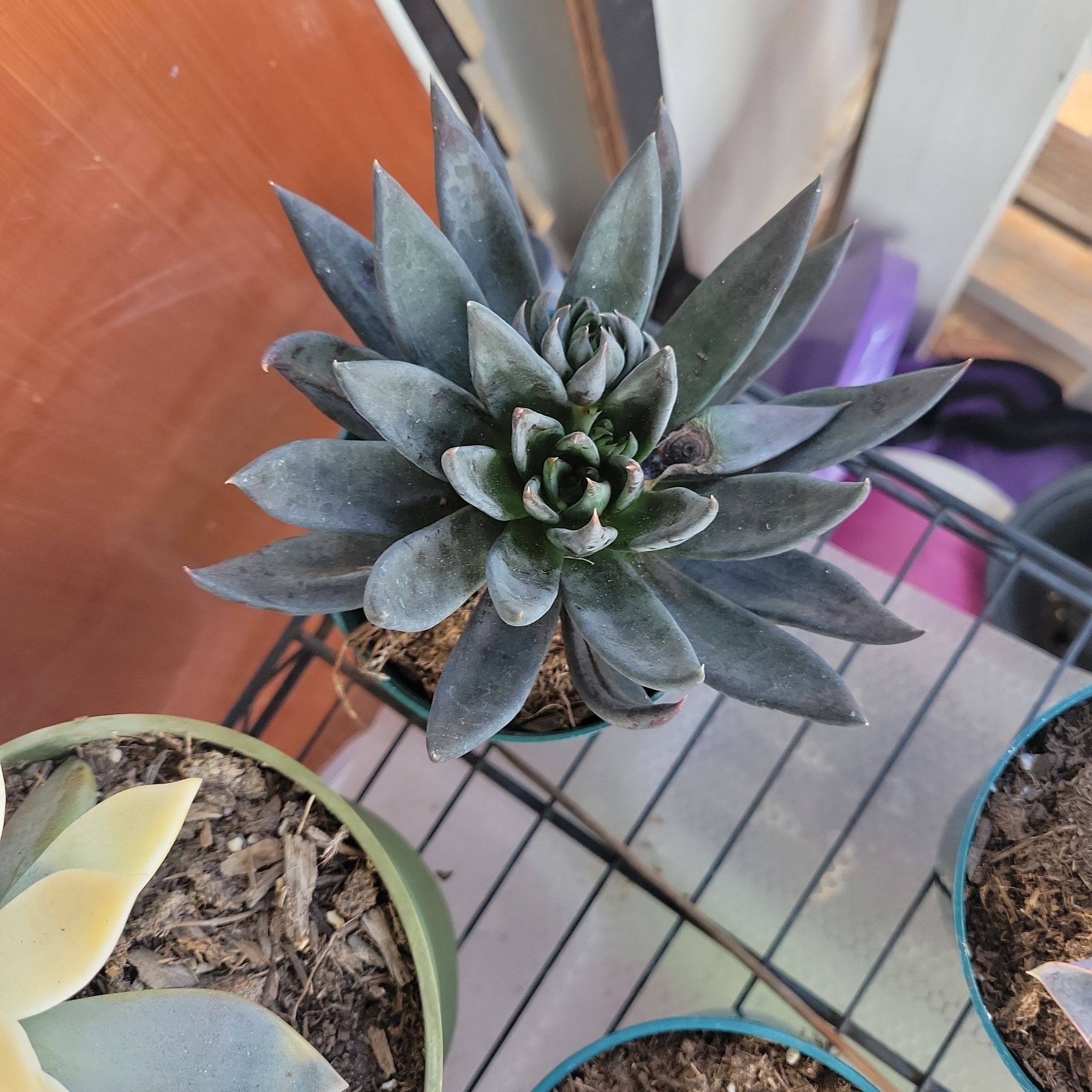 Echeveria 'Black Knight' succulent plant with dark green leaves in a pot, well-framed and in focus.