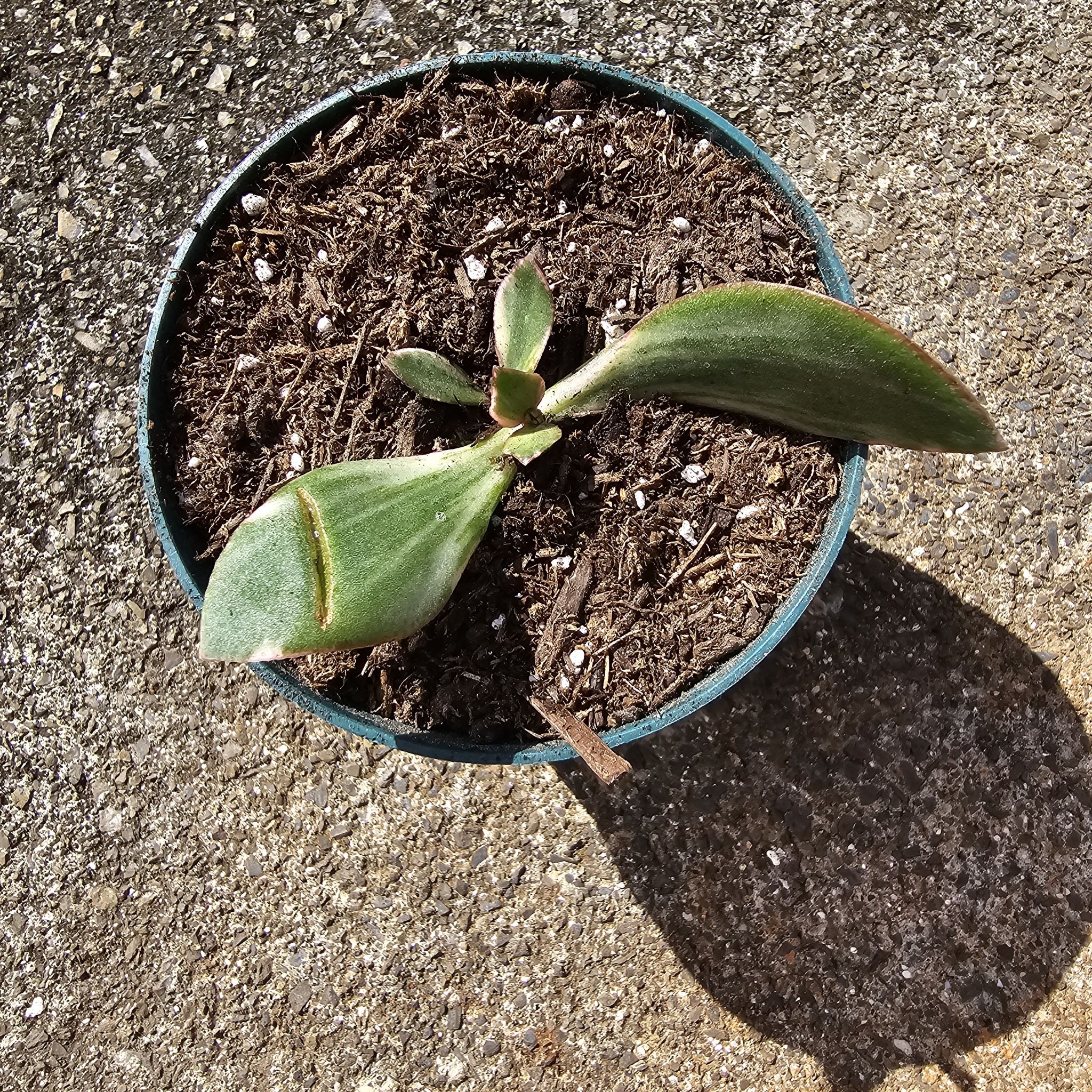 Potted Variegated Jade plant with visible browning on one leaf.