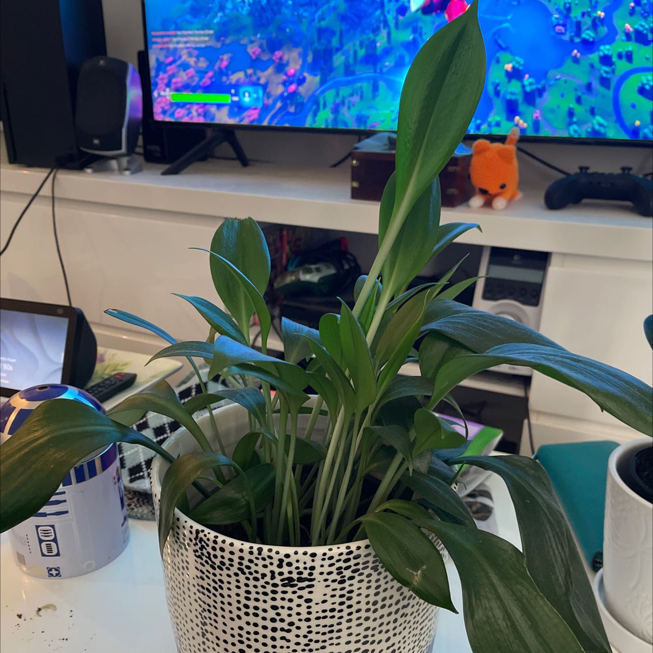 Photo of the plant species Green Supreme by @HeroLantana named Bruno on Greg, the plant care app