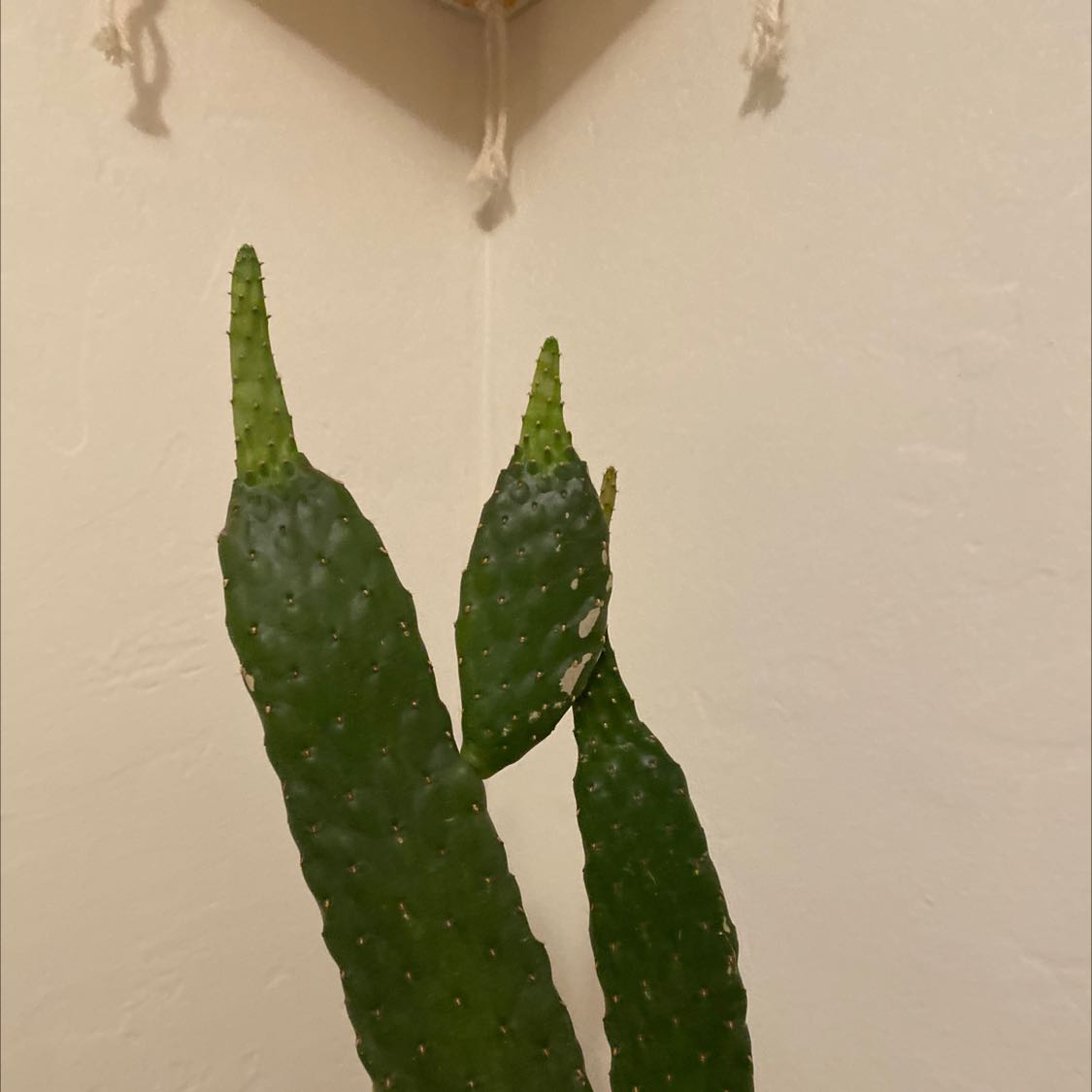 Woolyjoint Prickly Pear plant with three pads against a plain wall.