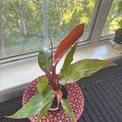 Blushing Philodendron plant